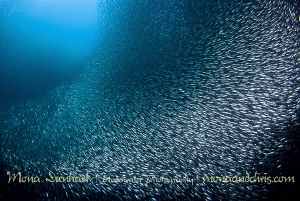 Zillions of silver
sardine cloud at Pescador by Mona Dienhart 